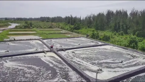 SIKLUS 5 - FINAL HARVEST FARM PANORAMA - DOC 130 SIZE 31 🦐 | #budidayaudangvaname #udangvaname #perikatannasional #fypシ #pejuangrupiah #sopponddefence 