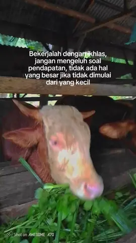 #sobatngarit #sobatngaret #sobatngaritnusantara #masukberandafyp #masukfyp #masukberanda #fypシ #fyppppppppppppppppppppppp #sapingamuk #sapiqurban #sapijumbo #sapiviral 