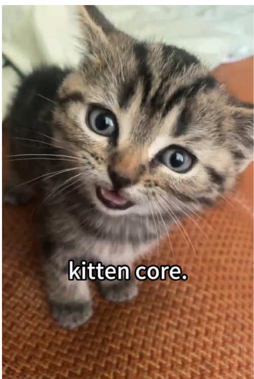 Kitten sleep moments😂🤣Welcome back Fam🤗#cat #cats #cutecat #catsoftik #fyp #funny #fouyoupage #funnyvideos #funnytiktok #funnyanimals #foryour #funnycat #kitty 