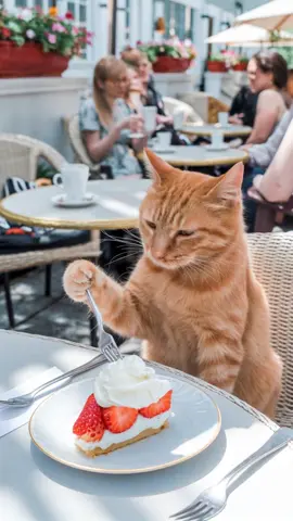 Cute orange cat enjoying delicious cake with strawberries 🍓  #cake #cat #catlover #cafe #strawberry #pie #cheesecake 