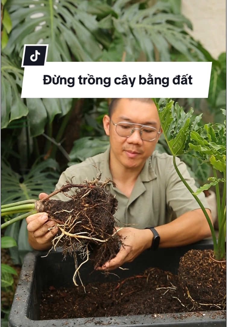 Đừng trồng cây bằng đất nữa bởi vì … #yeucaystudio #kiengla #trongcaytrongnha #chamsoccay #indoorplants #trongcay 