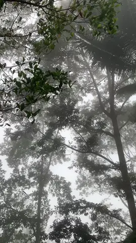 sunyi, sepi , hampa, kosong sendiri.#naturevibes #fypage #hutan #kabut 