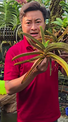 Đây là cách mà nhà em chăm sóc và phục hồi dò Lan rừng đơn giản tại nhà !!#phonglan #xuhuong #orchid #fyp #phanbon 