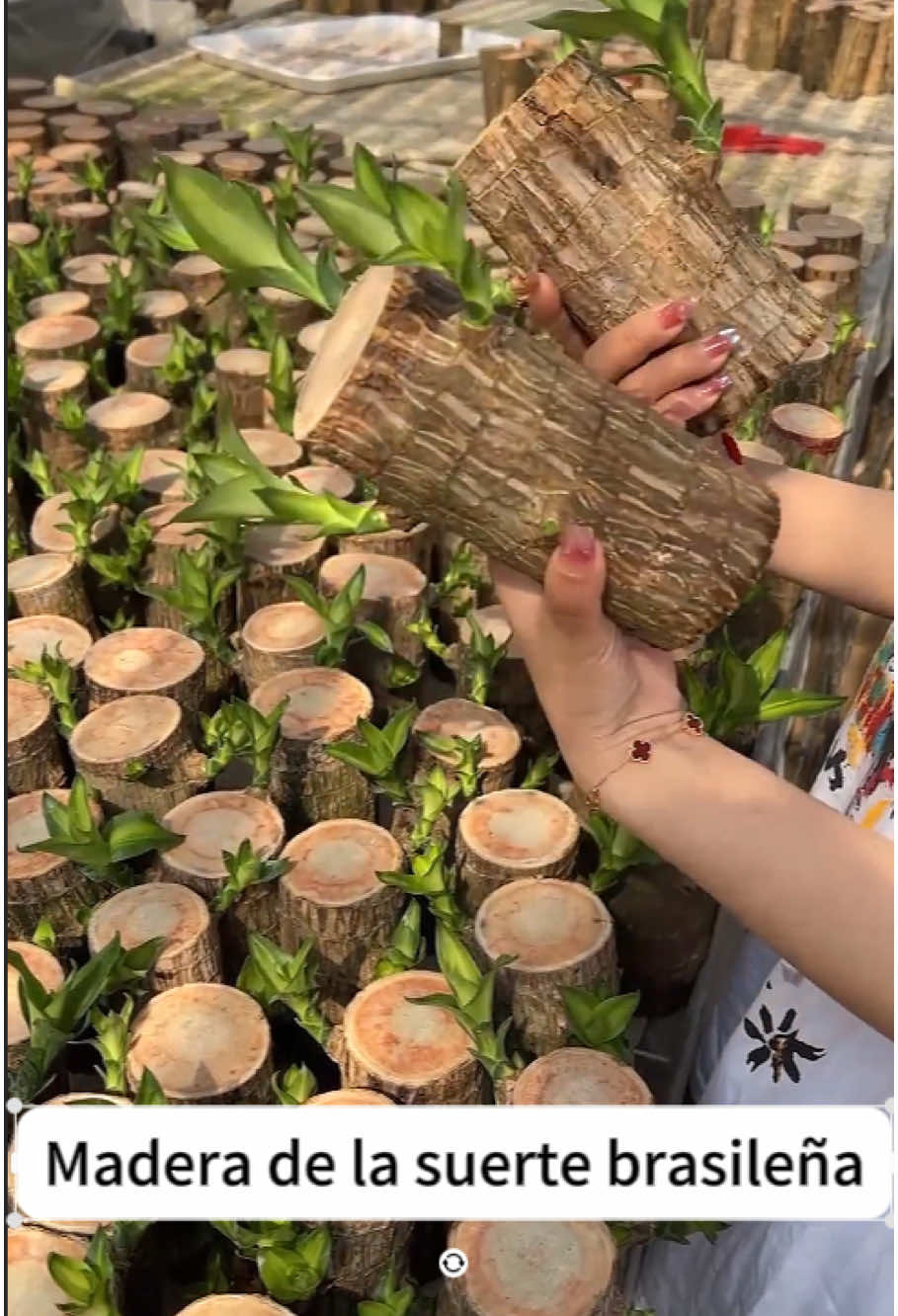 Brazilian lucky trees, bring y#goodstuffs #fyp #tiktokshop 