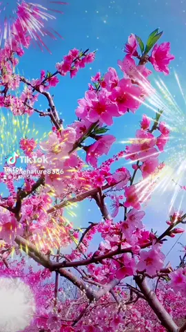 Nhạc xuân không lời #nhạc hay xuhuong #💖🌸🍀