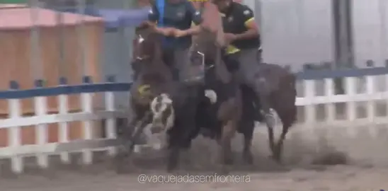 𝐀𝐂𝐀𝐁𝐀𝐌𝐎𝐒 𝐃𝐄 𝐂𝐎𝐍𝐇𝐄𝐂𝐄𝐑 𝐎 𝐔́𝐋𝐓𝐈𝐌𝐎 𝐂𝐀𝐌𝐏𝐄𝐀̃𝐎 𝐃𝐀 𝐕𝐀𝐐𝐔𝐄𝐉𝐀𝐃𝐀 𝐃𝐎 𝐏𝐀𝐑𝐐𝐔𝐄 𝐀𝐕𝐄𝐋𝐎𝐙!! Arthur Aguiar montando 𝐁𝐀𝐋𝐈 𝐙𝐎𝐑𝐑𝐄𝐑𝐎 esteirado por Neco Tacaimbo que 𝐑𝐎𝐂𝐊 𝐁𝐈𝐋𝐋, foram os grande campeões da categoria profissional, na vaquejada do Parque Aveloz, em São Bento Do Una - PE. #vaquejada #cavalodeboi #valeuboi #x1vaquejada #x1vaquejadabrasil #BetEsporte#campeonatopixbetportal #campeonatopepb#betesporte #x1aovivo #campeao