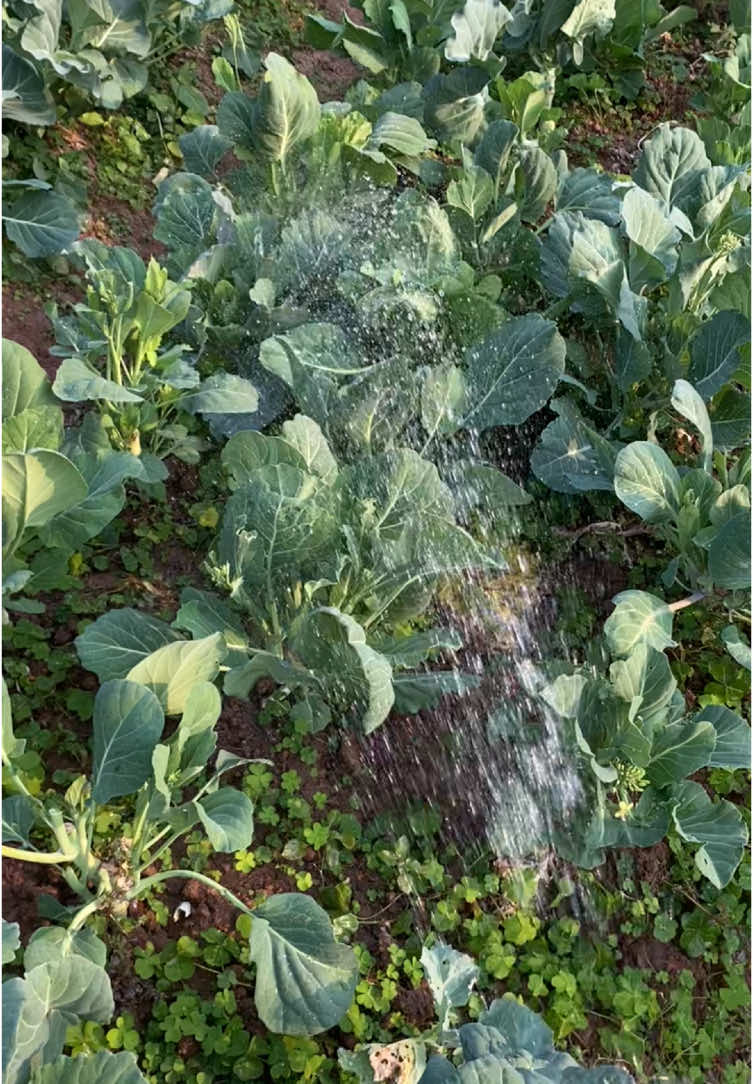 Tiếng tưới rau nó đã #farm #xuhuongtiktok #rausach #rau #xaykenhtiktok 