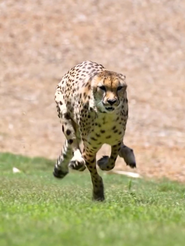 Cheetah Pelari Cepat di Alam Liar #cheetah 