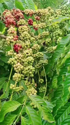 testimoni pada tanaman kopi yang menggunakan pupuk organik eco farming 