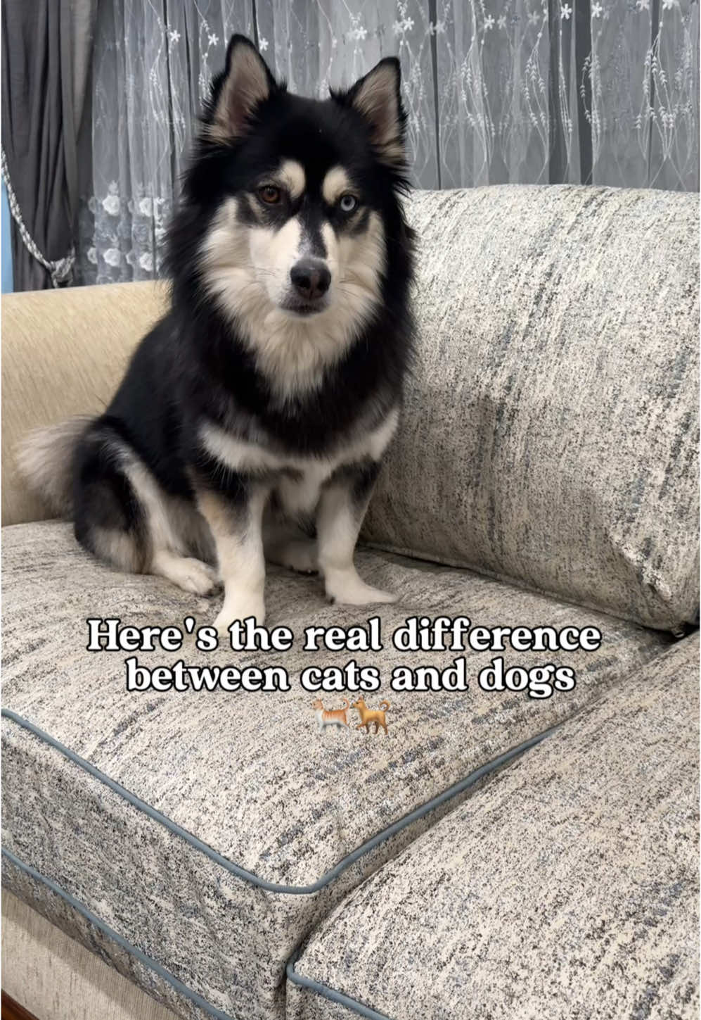 The difference between cat and dog 🐈😂🐕