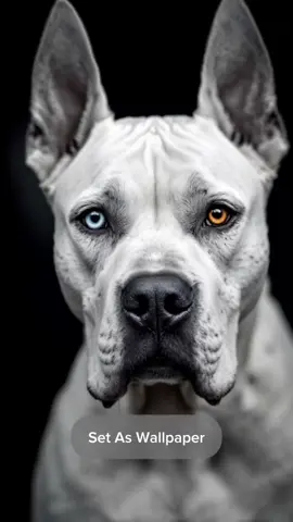 Doggo with unique eyes #dogs #foryou #fyyy #viral #livewallpaper #setaswallpaper #4klivewallpaper #dogwallpaper #pitbull #dogsoftiktok