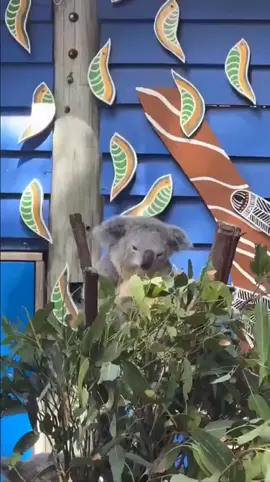 Movement is life #meme #koala #bear #leaves #africa #song #zoo #pets #uuuu #tree #australia #life 