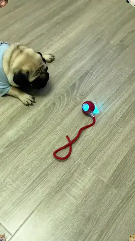 Are you still struggling to find toys for your dog?#dog #dogsoftiktok #pettoys #doglover 