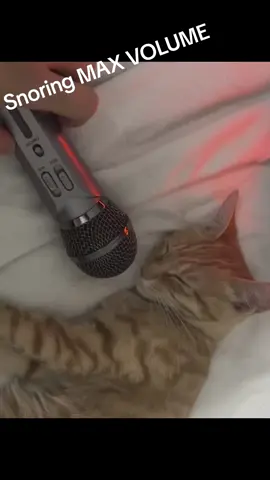 Snoring MAX VOLUME 😴 #foryou #viralvideo #catvideo #cat #catlover #viral #cute #funnytiktok #trending 