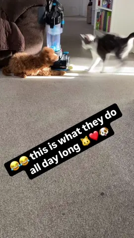 Love and hate relationship 🐶🐱❤️#perrosgraciosos #perros #gatosyperros #gatitos #gatos#cavapoo #puppies #kitties #cavapoopuppy#catfight