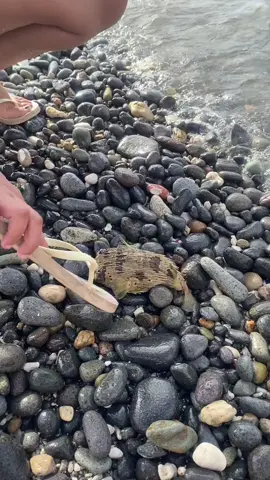 Mrs. Puff !! #pufferfish #lobo #batangas 