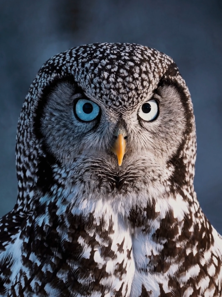 Northern Hawk Owl 😮 #northernhawkowl #hawk #owl #wildlife #animalsoftiktok #winter #nature 