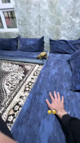 بئ ئيك ناقه تينين و ڤئك ناكه ين ژيك 🥹🐿️.                                            #kurdistan #gunde_barchi #avko_maukli #foryou #fyp #deralok #نهئلي #sheladze #amedi #amedi #birkahinê #بركاهينئ #guharz #duhok 