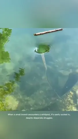 The Terrifying Truth About Whirlpools! ##Whirlpool #OceanMysteries #WaterWonders #NatureLovers #VortexVideos #SwimmingDanger #AquaticAdventures