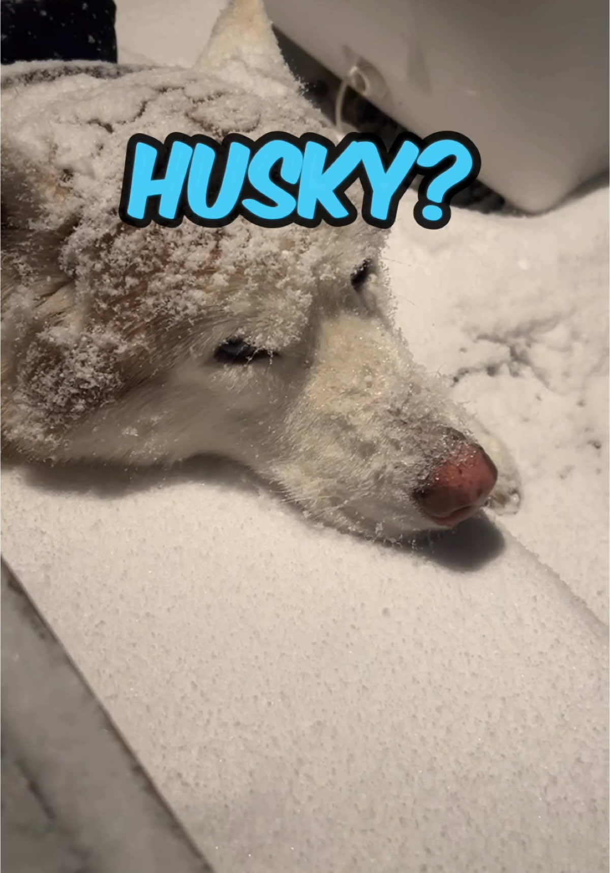 I can’t believe I got a $100 fine for leaving my HUSKY in the snow  #dogsoftiktok #freezinghusky #fyp 