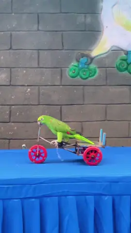 Macaw show#parrot #Parrots #parrotsoftiktok #parrotlove #鹦鹉表演 