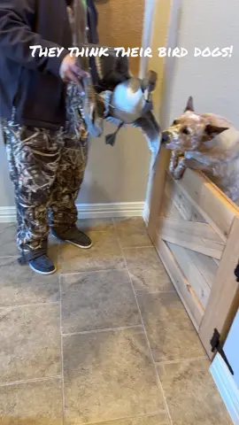 They think their bird dogs!  #heelersoftiktok #birddogsoftiktok 