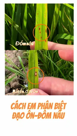 Mùa này trên em ít đạo ôn, nhưng mà e sẽ phân biệt giống vậy ạ#fyp #xuhuong #namdancay #daoonhailua 