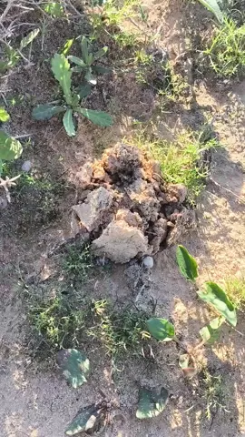 مش معاطي المكان😂😂#طبارقه🔱❤️ #طبرق_وسط_البلاد #بوكحيف_الشط #بئرالاشهب#قمحي  #طبرق_بنغازي_درنه_طرابلس_البيضاء #ليبيا_طرابلس🇱🇾🇱🇾🇱🇾 #الشعب_الصيني_ماله_حل😂😂 #صينيين_مالهم_حل😂😂 