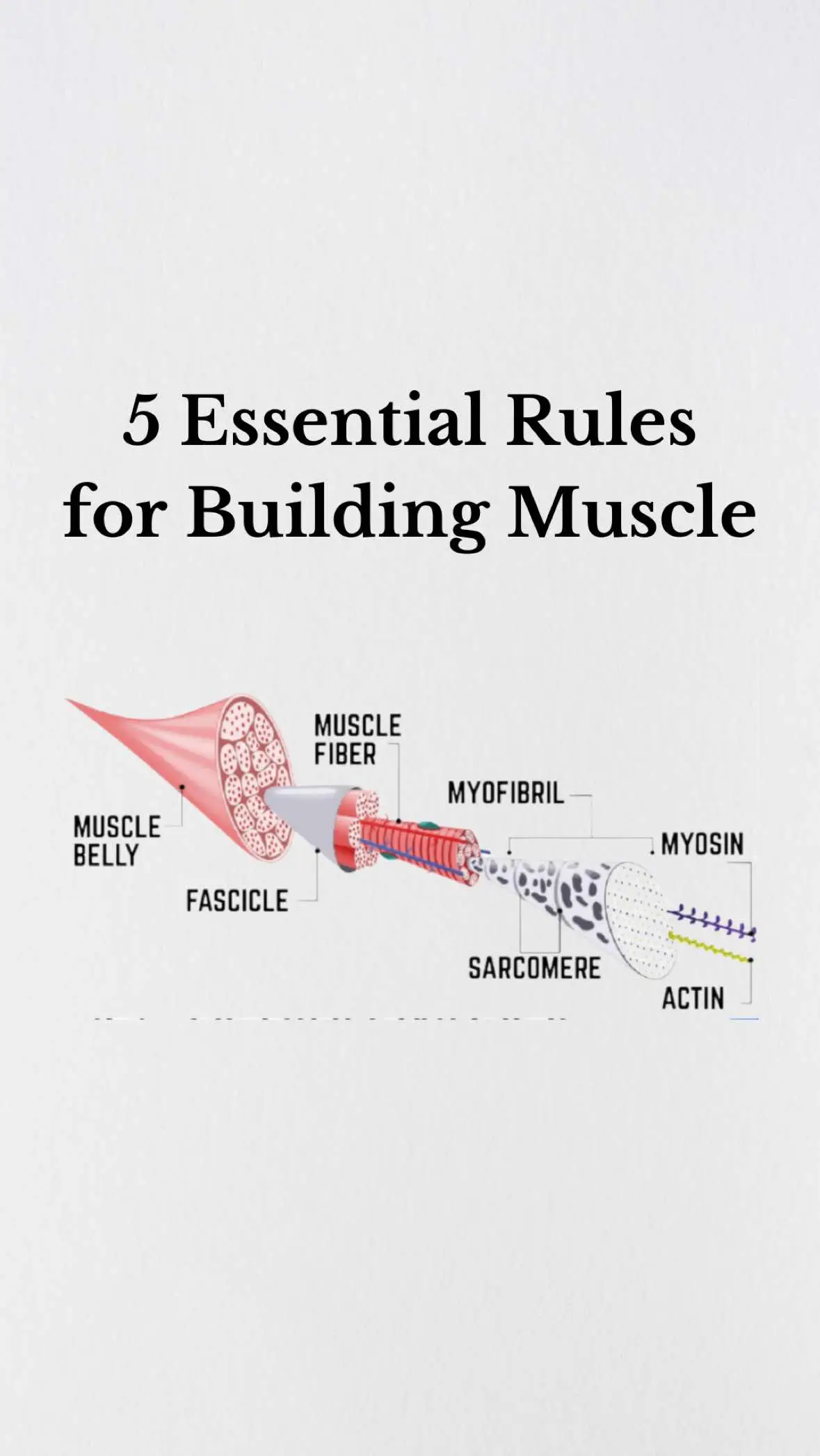 Building muscle isn’t just about lifting heavy—it’s about lifting smart. Follow these 5 essential rules and see real progress!  #fitnesseducation #fitnesstips #musclegrowth 