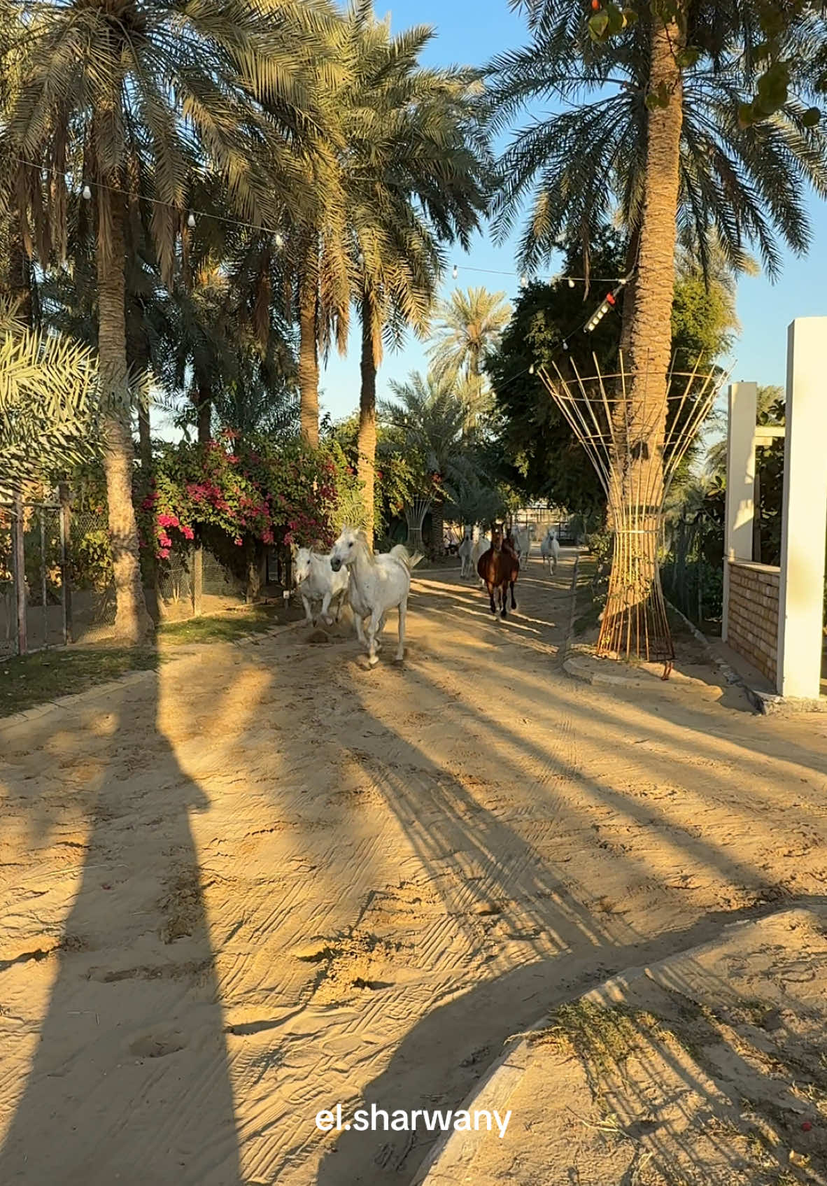 صوت الحرية 🕊️🐎…………………#خيل #خيل_عربي#خيلل#خيل_عربيل#خيل_جمالي#خيليل#خيل_اصيلل#خيل_عربي_اصيلي#خيل_نجراني#خيل_عربيها#خيل_الجزيرة_العربيةح#خيول_ملكيةر#حصان_واهول#فرس #فرسان_الخليجا#فرسان_عنزها#السعوديةي#الاماراتك#دبيل#مصر #الكويت_للخيلي#قطر#الدمام#سيهاتيف#الدمام_الخبر_الشرقيه_الاحساء_الهفوف_بقيق #عنك#الخبر 
