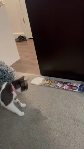 #cat #catbrainrot #meow #funny #viral #fyp 