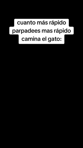 #meme #ilusion #gato #humor #viral #fyp #paratii 