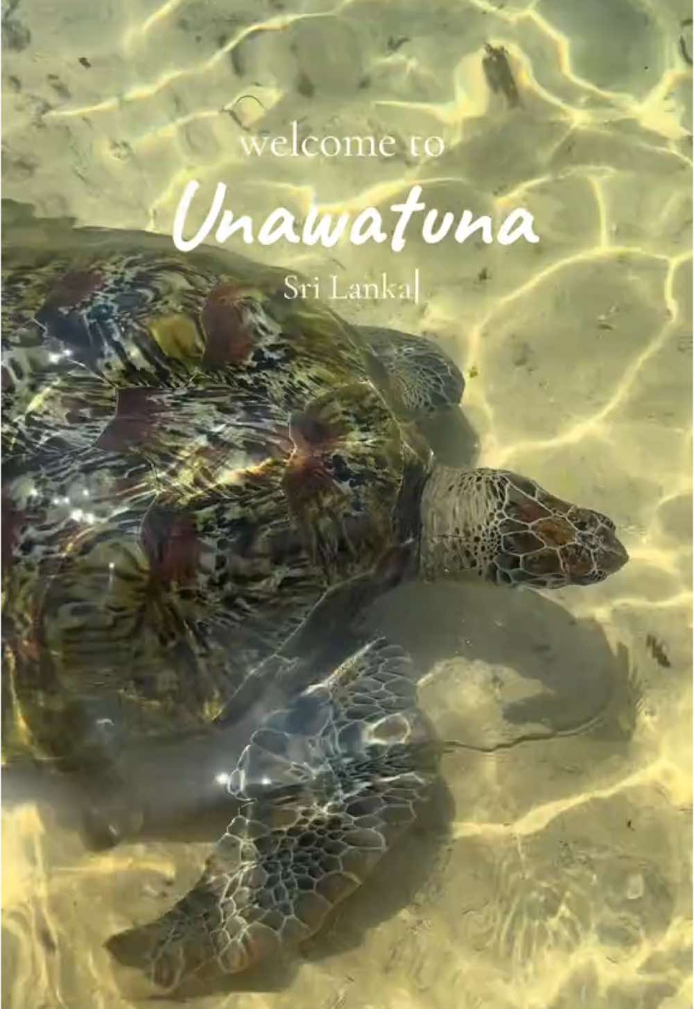 📍 Unawatuna - Sri Lanka 🇱🇰  #fyp #srilanka #beach #unawatuna 