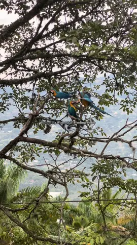 el paraíso ♥️🇨🇴🏝️⛰️🐎⛪️🦜