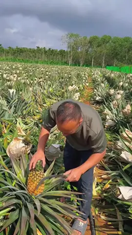 os chineses estão se tornando os maiores produtores de abacaxi 