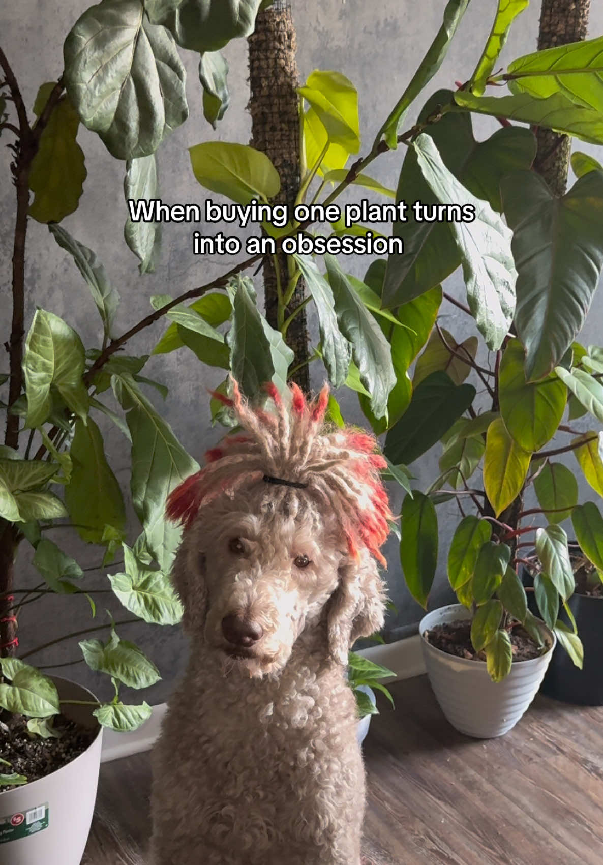 Sosa is always in the way 🤦🏽‍♀️ I was really just trying to show you guys my plant wall #sosathepoodle #planttiktok #plantmom 