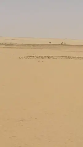 @مرماك ليبيا الاحتياطية🦅🌴 @محمد عوض احنيش @سعد الزوي 🇱🇾🪶🦅🌴 #مشاالله_تبارك_الله_اذكروالله_🤎 #تازربو__جالو_اوجله_اجدابيا❤اجخرة #المغرب🇲🇦تونس🇹🇳الجزائر🇩🇿 #مصر🇪🇬 #الخليج_العربي_اردن_عمان_مصر_تونس_المغرب #الخليج_العربي_اردن_عمان_مصر_تونس_المغرب #متابعه #تفعلتكم #متب #تفعلاتكم_🇱🇾🔥🔥 #🤍🤍🤍 #مشهير_تيك_توك #تازربو #تازربو #ليبيا🇱🇾 #مشهير_تيك_توك #تفعلاتكم_🇱🇾🔥🔥 #🤍🤍🤍 #تازربو 
