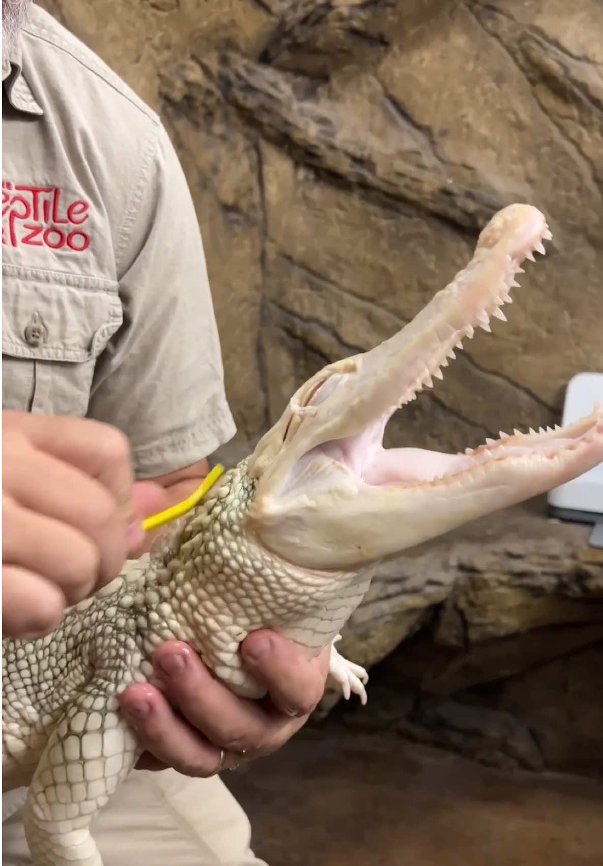 Coconut is the star of the show🙌 I am simply here to provide her with food and scratches😅 Her smile sure is contagious, and whoever said gators don’t have feelings has never met coconut🥰 Hope everyone has an awesome Saturday and remember to smile😁 