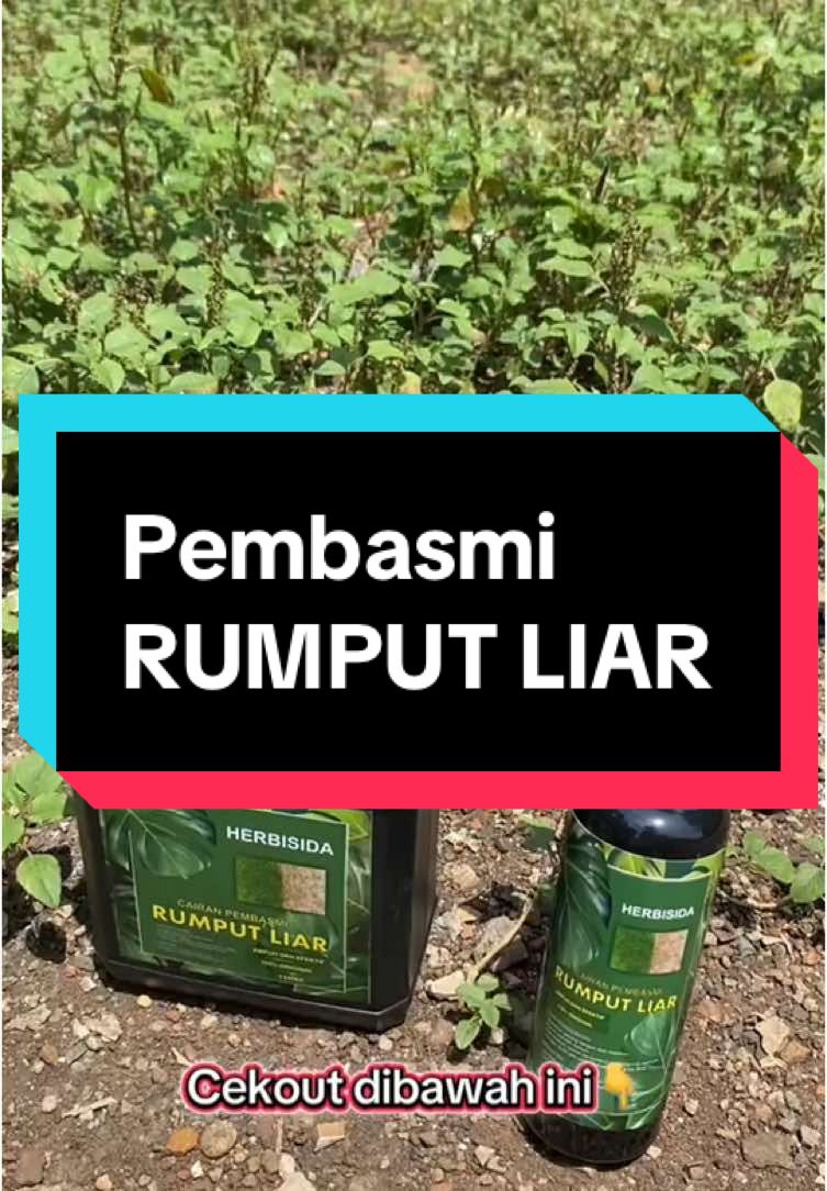Pembasmi rumput liar ampuh #pembasmirumput 