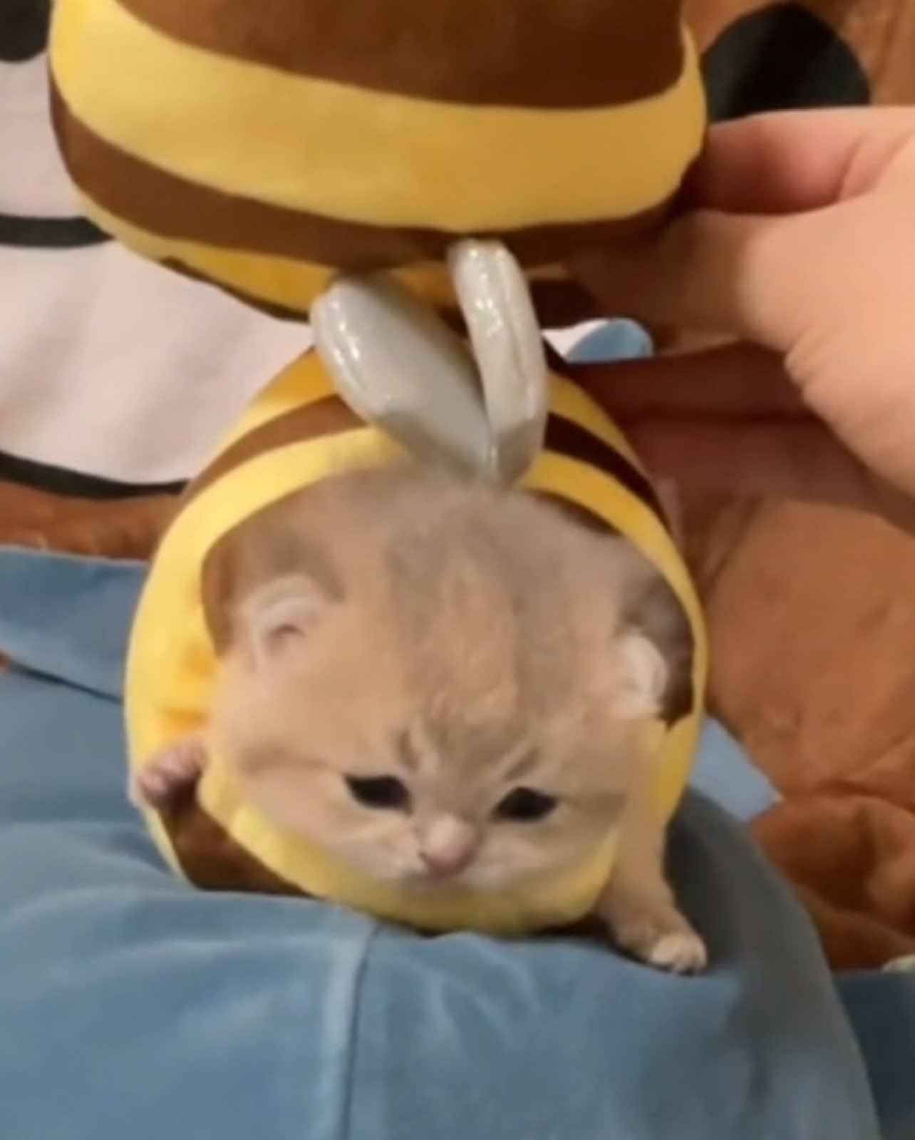 hai guyz im back ^_^ #sillycats #goofycat #sillygoofymood #holymoly #pinkcore #catcore #sillycat #stupidcats #meow #kittycat #loaf #sillycatvideos #sillycars #cutecat #cattok 