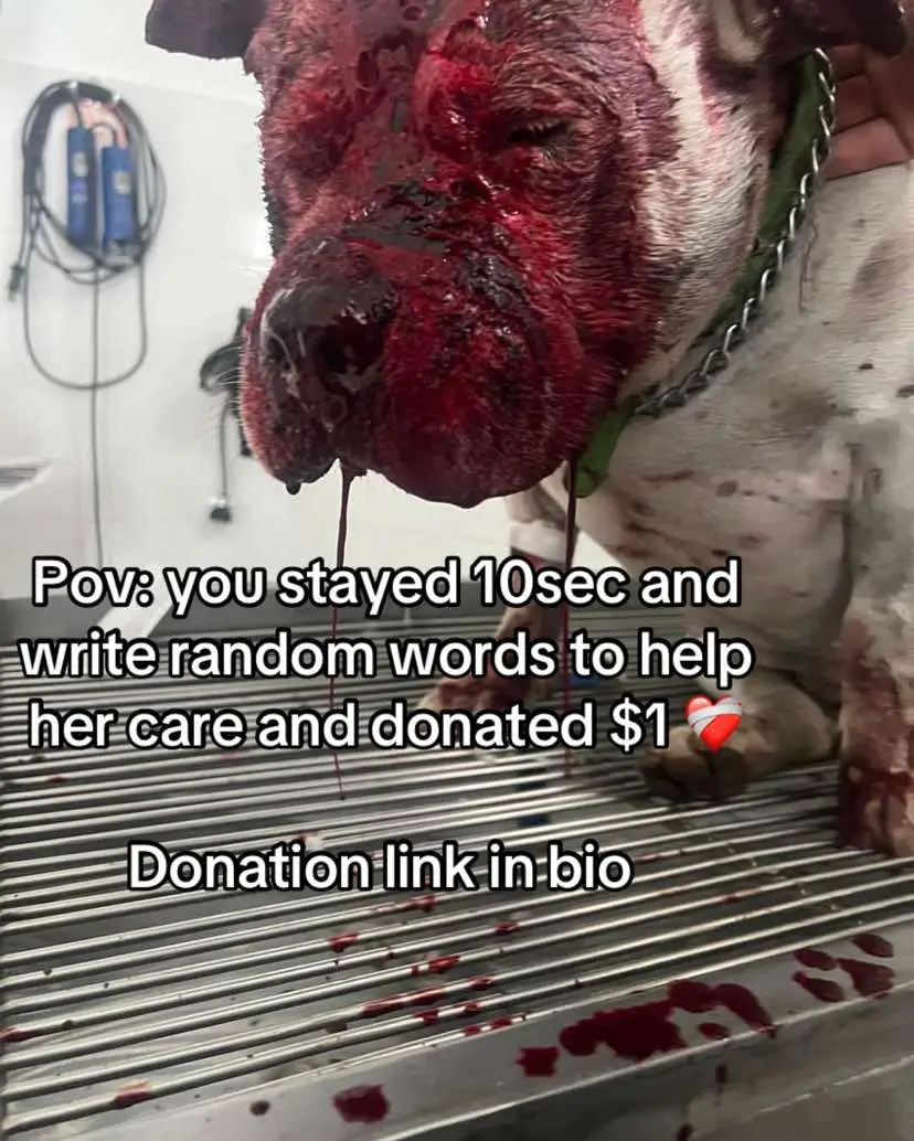He's getting emergency care. As you can see, their situation is heartbreaking • Her nose is severely affected, and due to the high risk to her health, she will probably need a surgical procedure • We unite for a cause: to ease the pain of the voiceless Today, more than ever, we need your support. This holiday has been a disaster for animals, who are always the innocent victims of irresponsible acts •. Help us give them the care they deserve.❤️🙏🏿 #saveme #donate #straydogs 