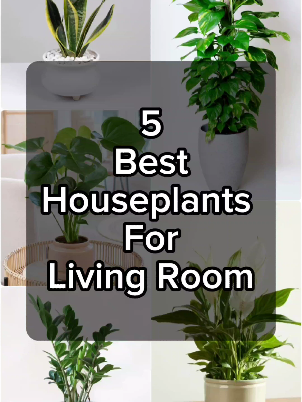 5 Best Plants for Your Living Room.🌿 #indoorplants  #livingroomplants #plantdecor  #homestyling  #plantcare  #greenliving #everythingaboutplant #everythingaboutplants 