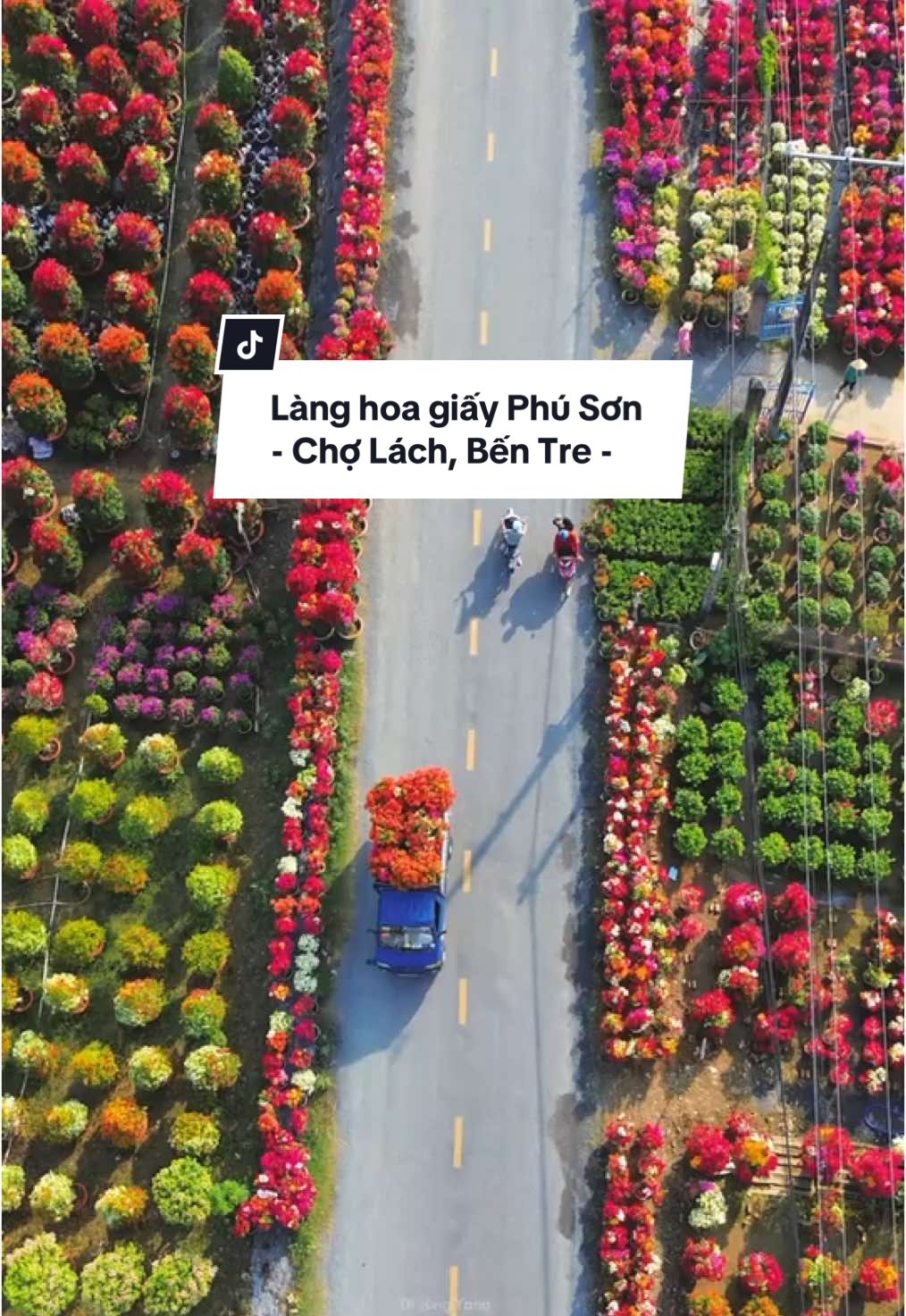 Ngắm làng hoa giấy đẹp nhất Việt Nam rực rỡ ngày giáp Tết Xuân Ất Tỵ. #langhoagiayphuson #cholachbentre #cholach #langhoacholach #bentre #dicungyang 