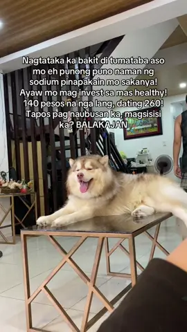 habang sale ang petmarra, hoard na din kauuu! 🥰 #huskiesoftiktok #huskysoftiktok #huskylife #huskies #dogsoftiktok #dogoftiktok #dogtok #huskyhowling #fyp #foryoupage #petmarra #dogfood