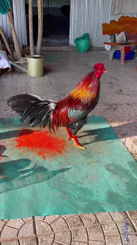 Tê tái vô chế độ qua Tết được nhờ 🥰🥰
