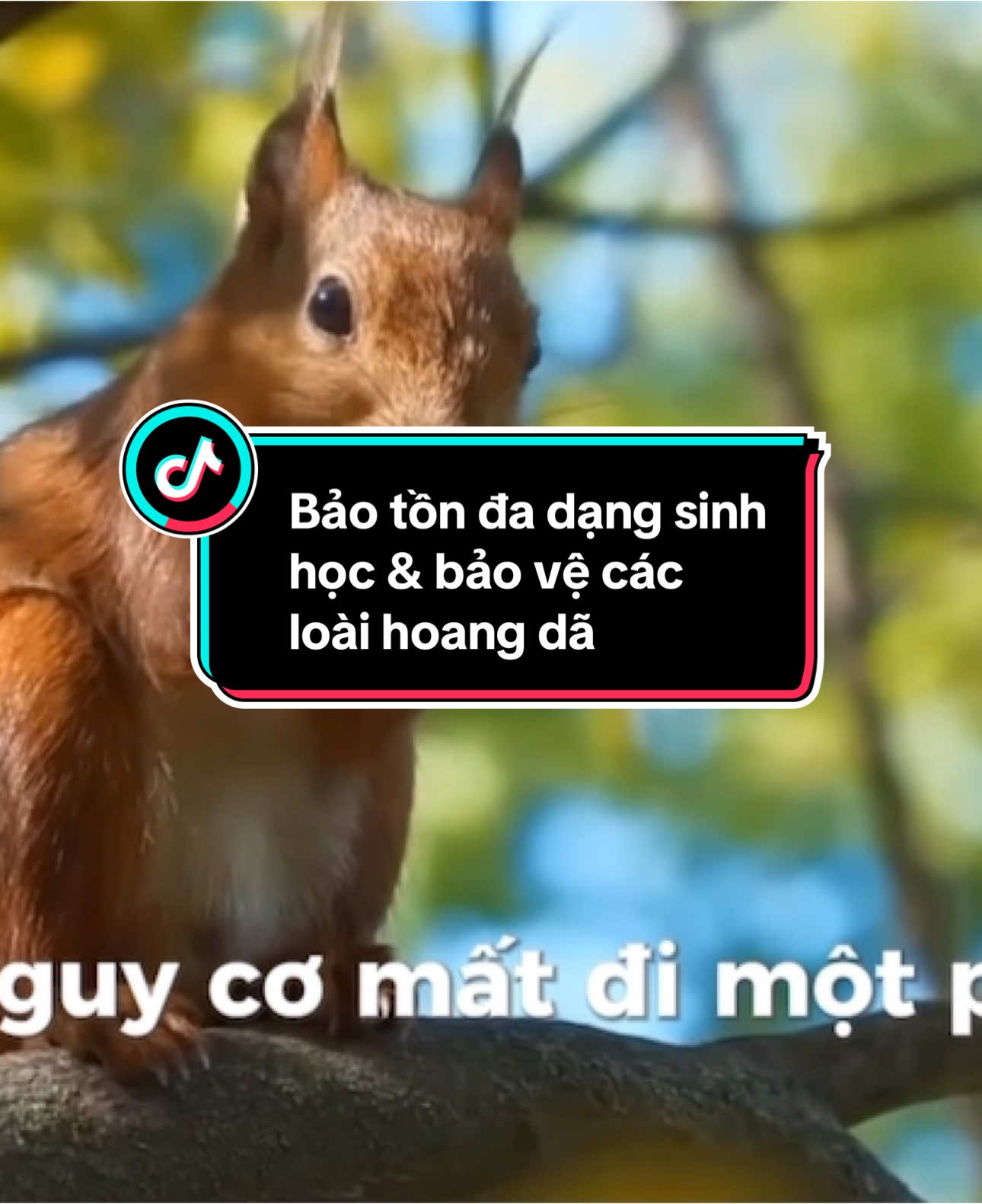 Việt Nam - Kho báu đa dạng sinh học đang cần bàn tay bạn 🥰 #xuhuong #ĐaDạngSinhHọc #BảoVệThiênNhiên #hànhđộngngayhômnay 