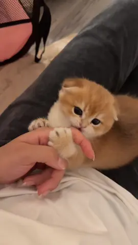 مسكت اليد اخر شي انهيار😔💗💗 #مشاءالله_تبارك_الله #🥺 #meaw #cat #scottish_fold #سكوتش_فولد #قطط_سكوتش #قطط 