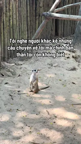 Khó chịu thiệt á chứ #VinWondersPhuQuoc #Vcreator #SafariPhuQuoc #GrandWorldPhuQuoc #WakeupFestival