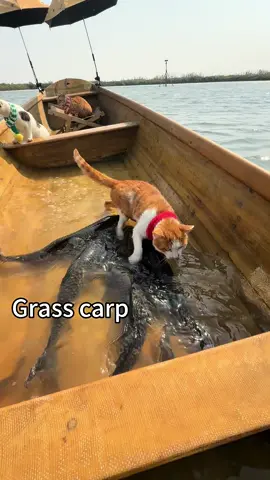 Seaside Indigenous Fishing Cat