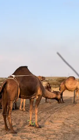 الإبل السواحل بمنطقة جازان . #شبيل_الهوايل_شرابة_الهيل_ركابة_الخيل_وأهل_الكروس_الحمر_ (الإبل الحمر)#أكسبلور 